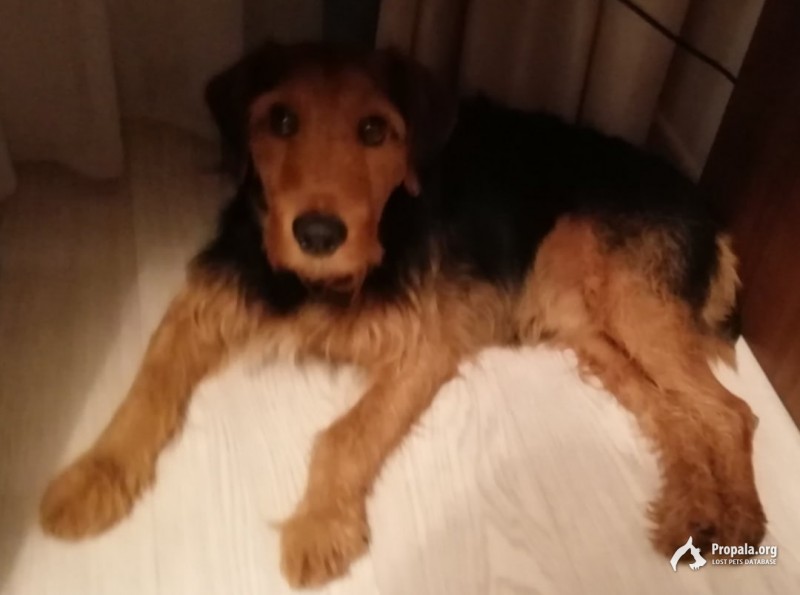 Пропала собака