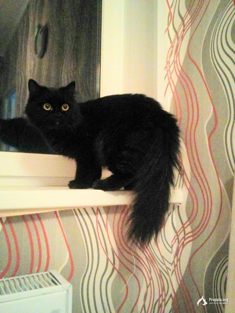ПРОПАЛА Длинношерстная черная кошка
