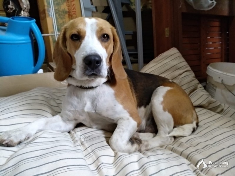 Найден бигль (девочка) д Папино Калужская обл