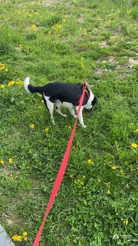 Пропал пёс!