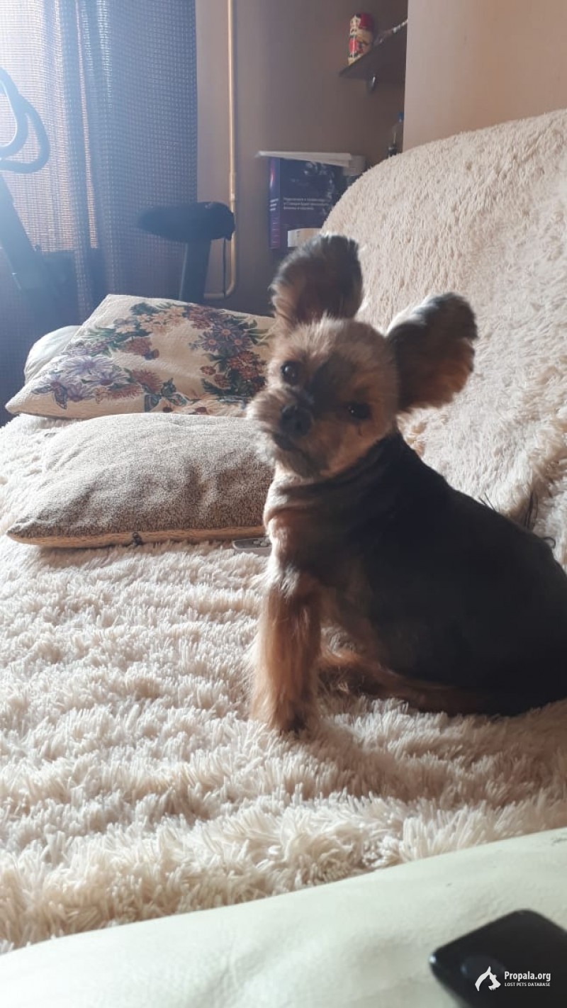 Пропал Йорк в Химках