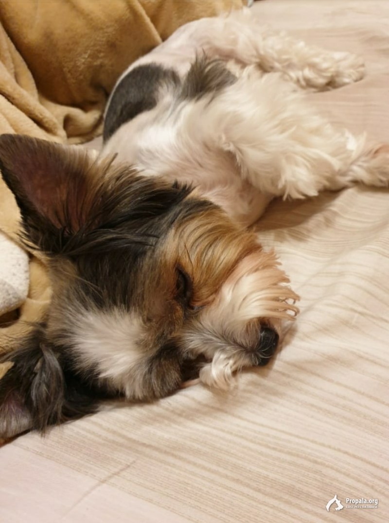 Потерялась собака, Свердловская область