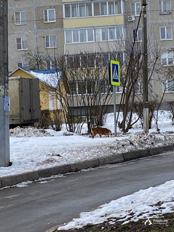 Видела пропавшего кокер спаниеля (?)