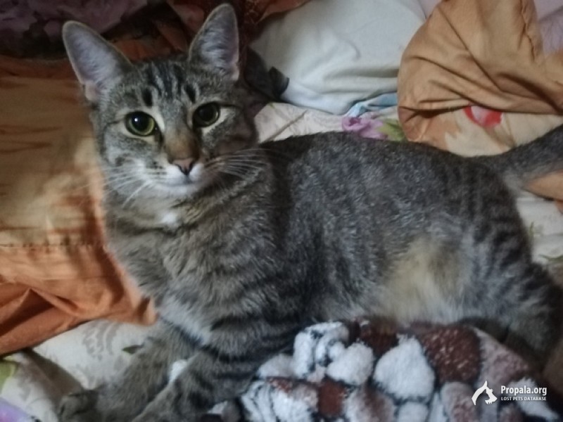 Пропала кошка 28.06! Рязань, Горроща.