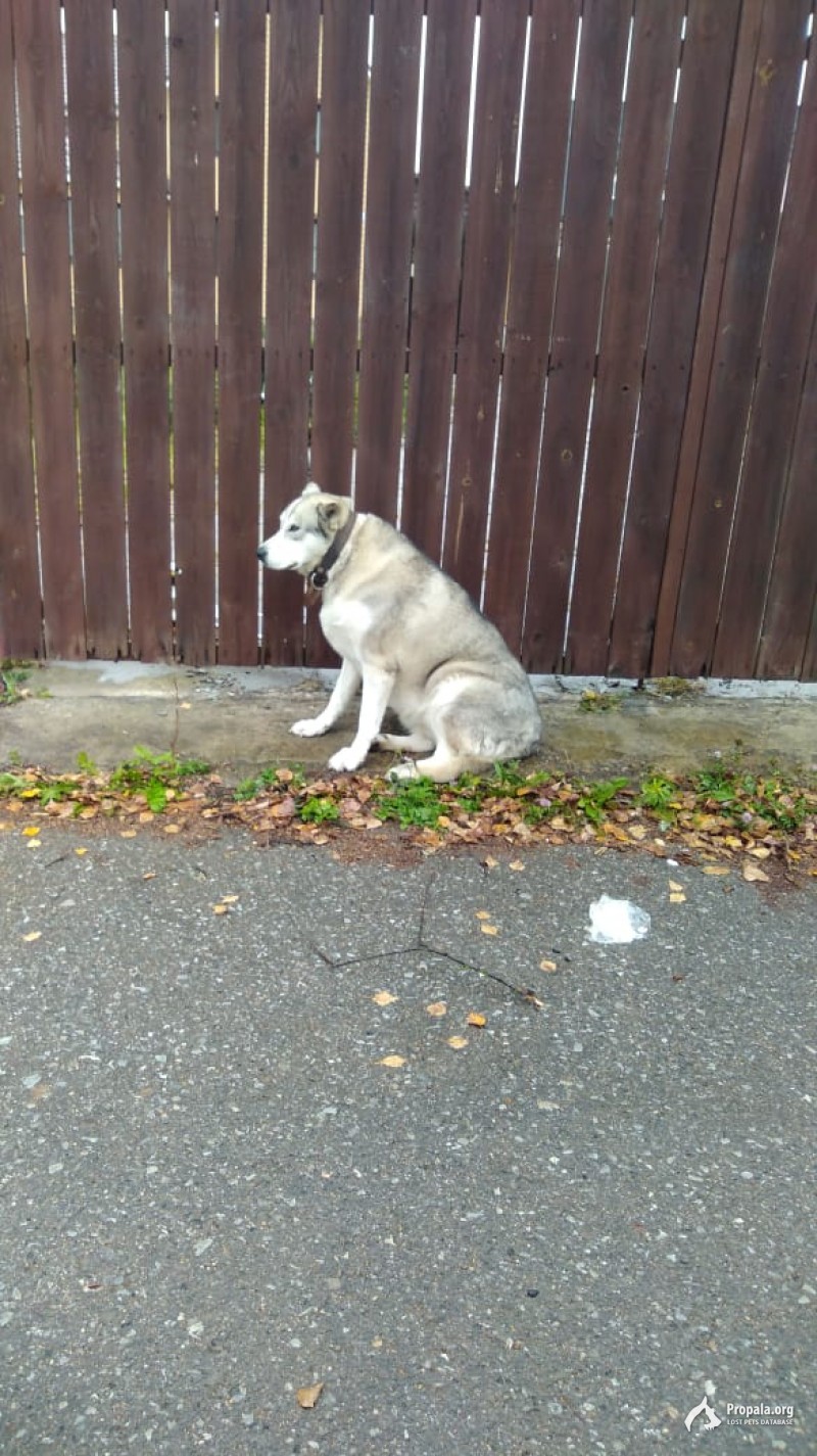 Найдена собака
