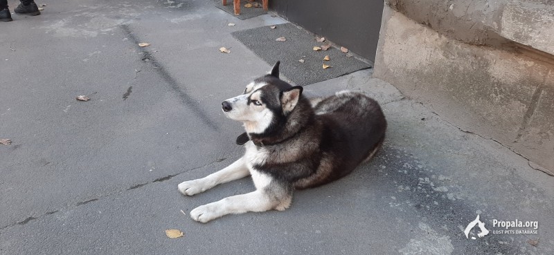 Найден хаски