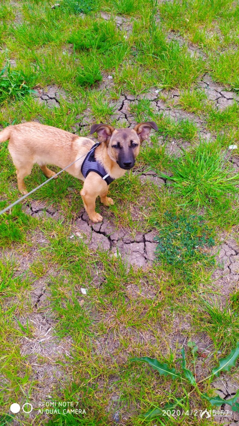 отдам в хорошие руки!