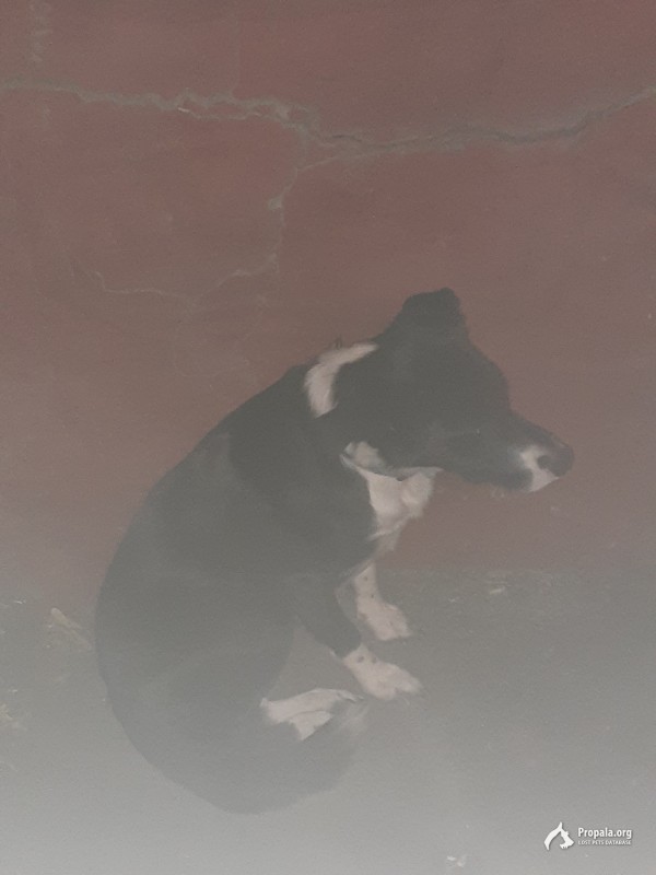 Чья собака потерялась?