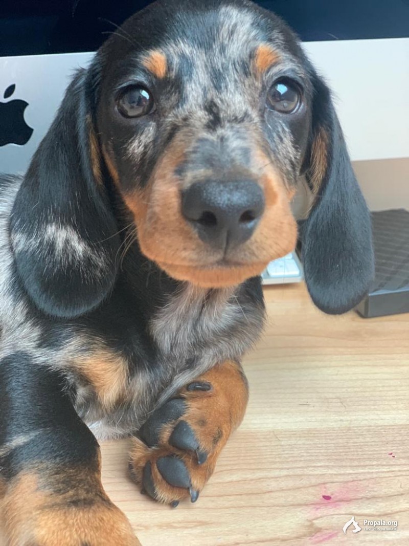 Пропал щенок таксы