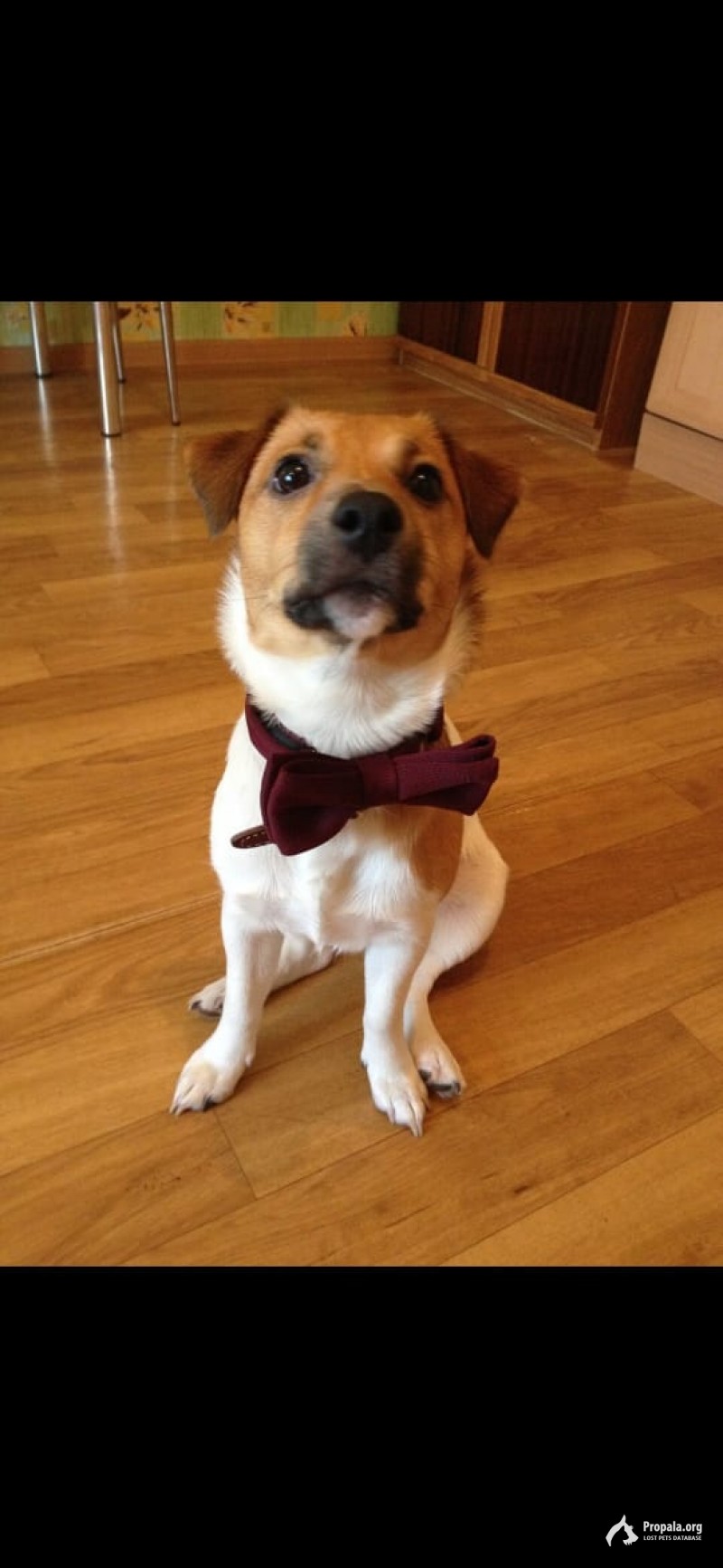 Потерялась собака