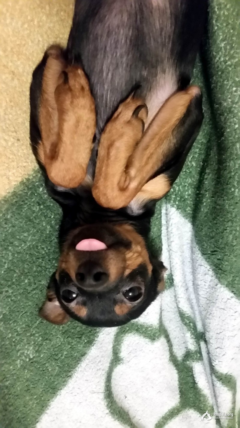 ПРОПАЛ ТОЙЧИК Красноярск Покровка