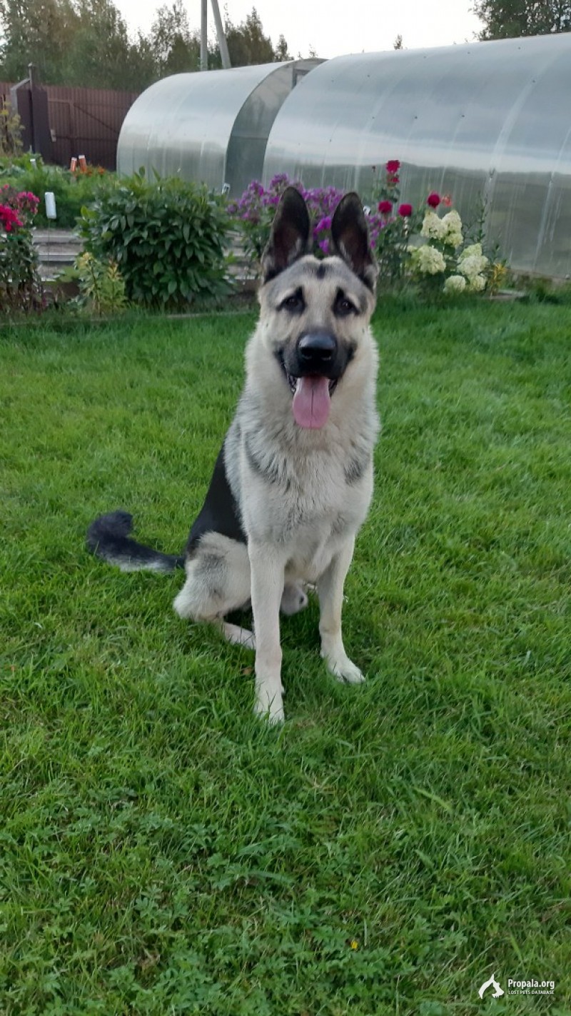 Пропала в г.Выкса с.Борковка