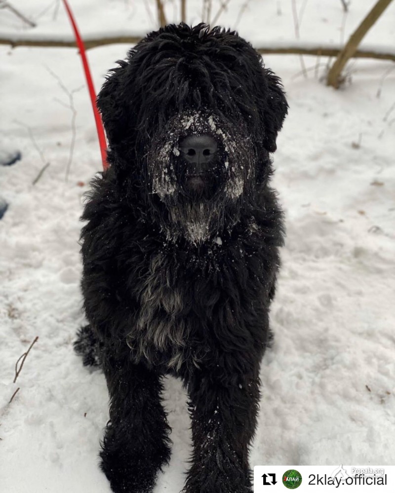 Пропал чёрный терьер SOS