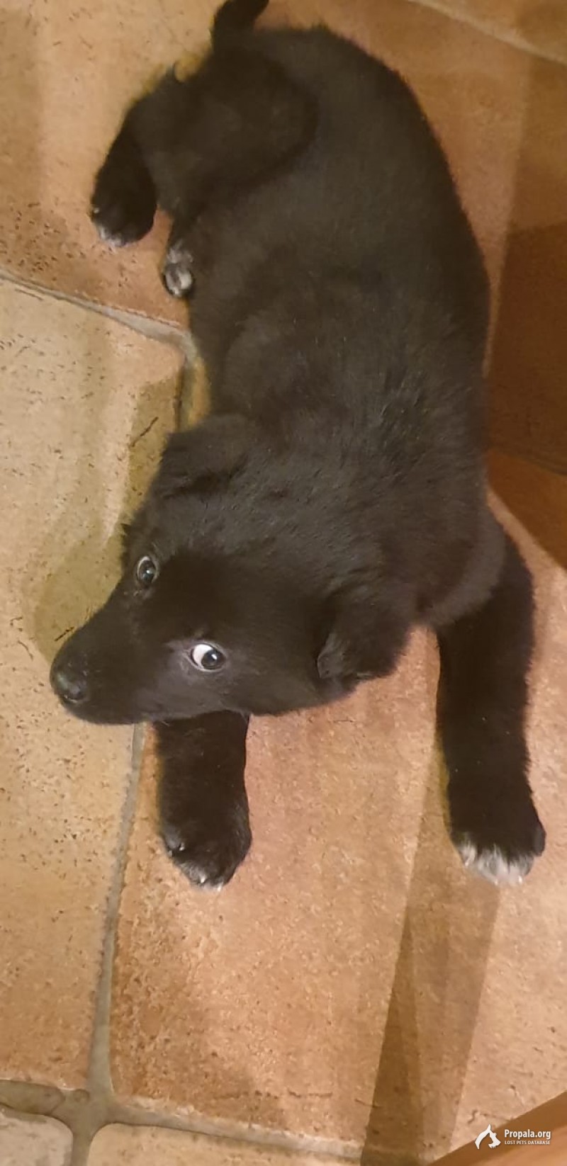 Найден щенок чёрного цвета, среднего размера.