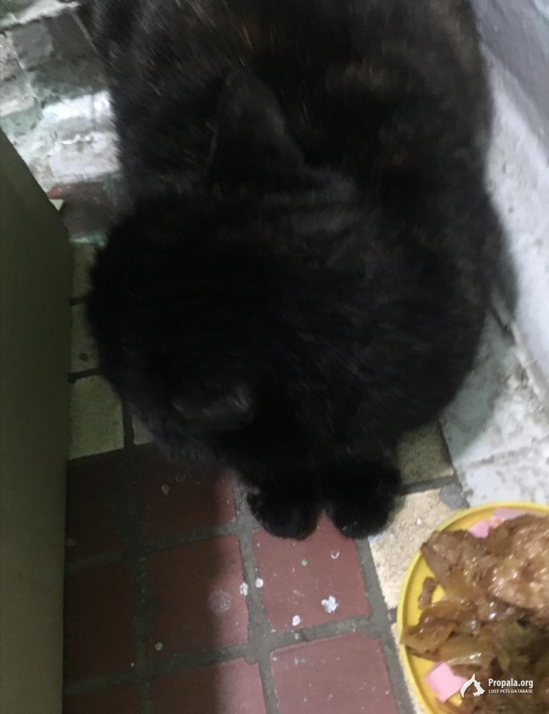 Нашли котика, кастрирован