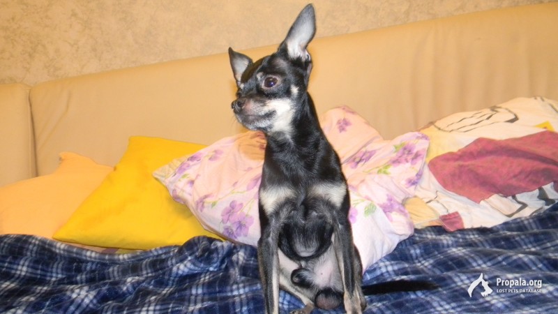 Пропала собака той терьерь в оранжевом свитере