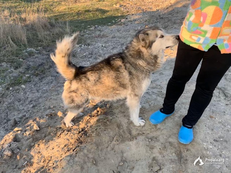 Найден Мальчик Маламута