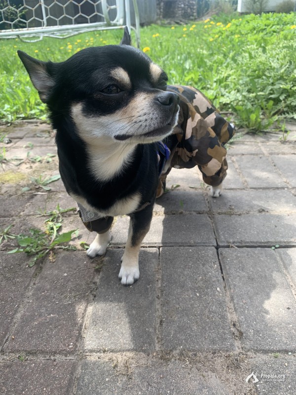 Пропала собака в Можайске деревня Тетерино