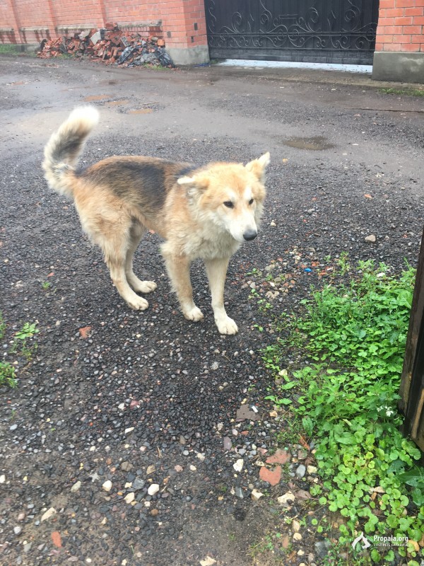 найден кобель