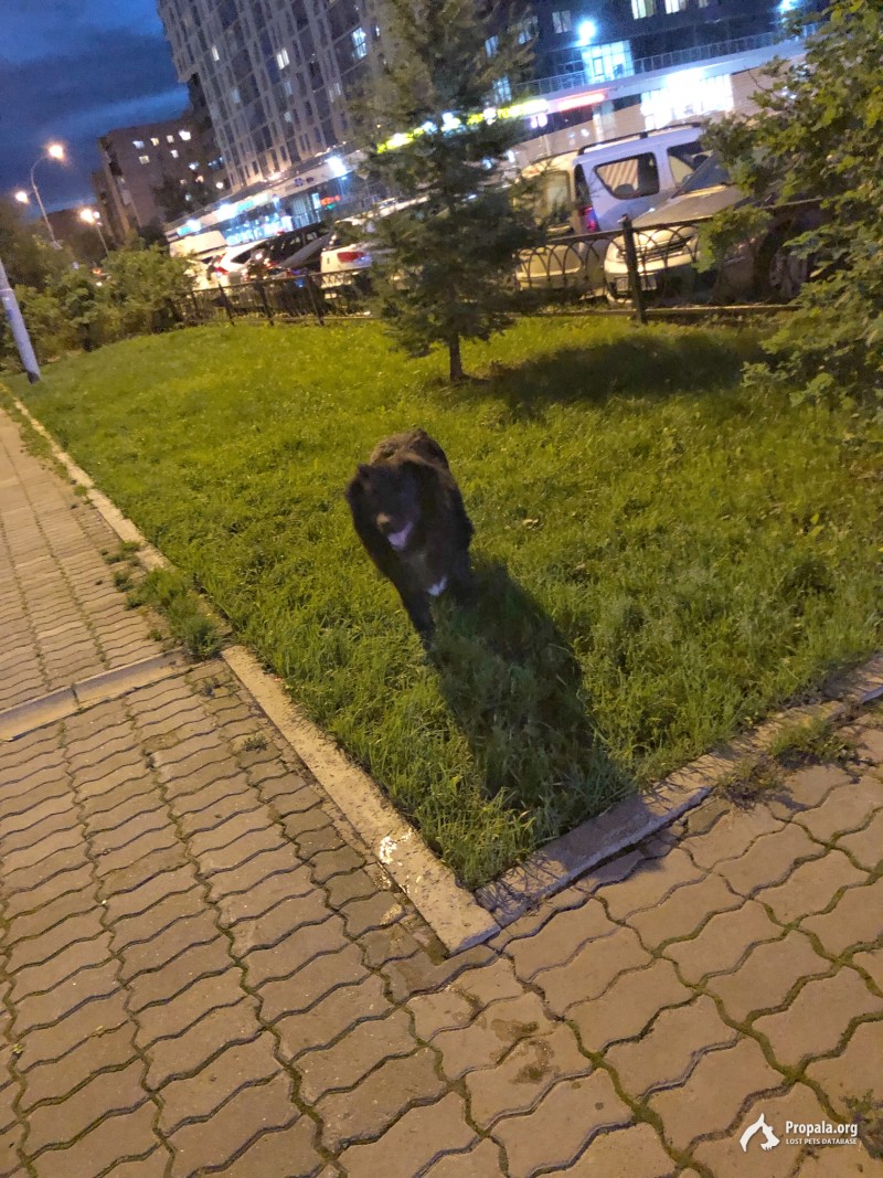Найдена черная собака