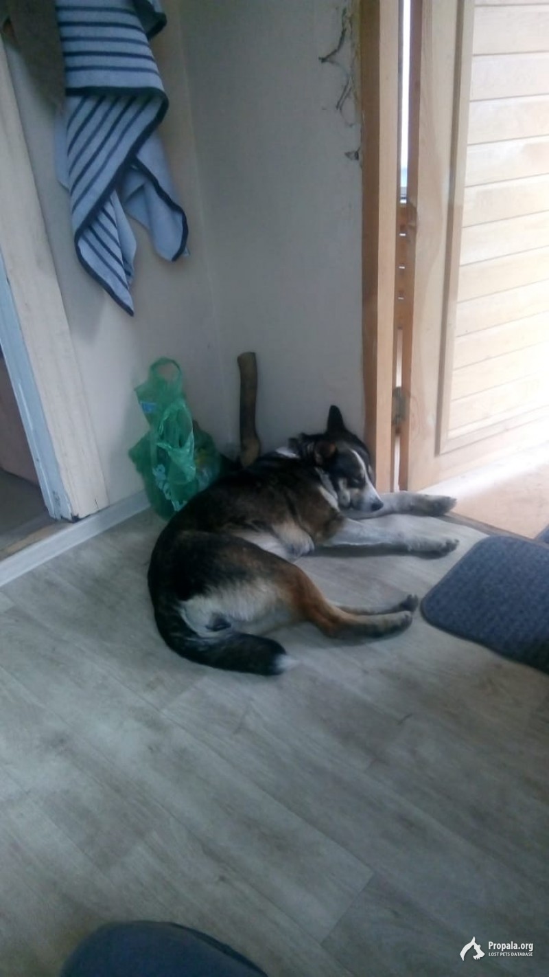 Пропала дворняга