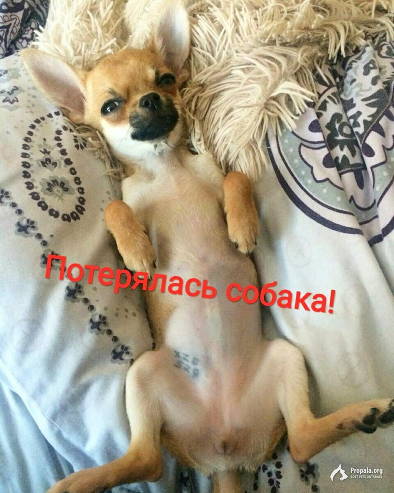 Пропала собака!