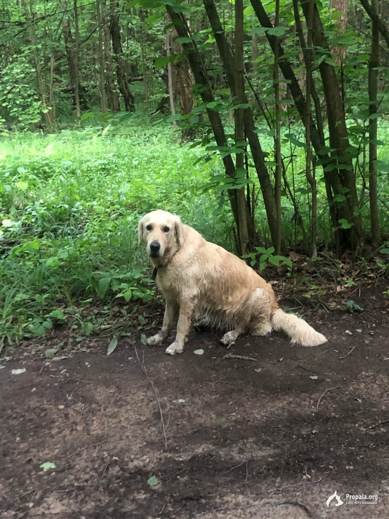 Золотистый ретривер