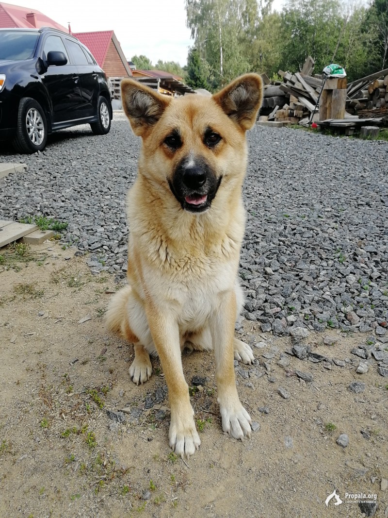 Найдена собака в поселке Летуси Ленинградская область 