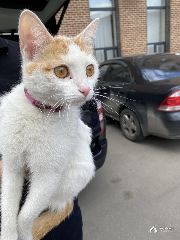 Найдена кошка