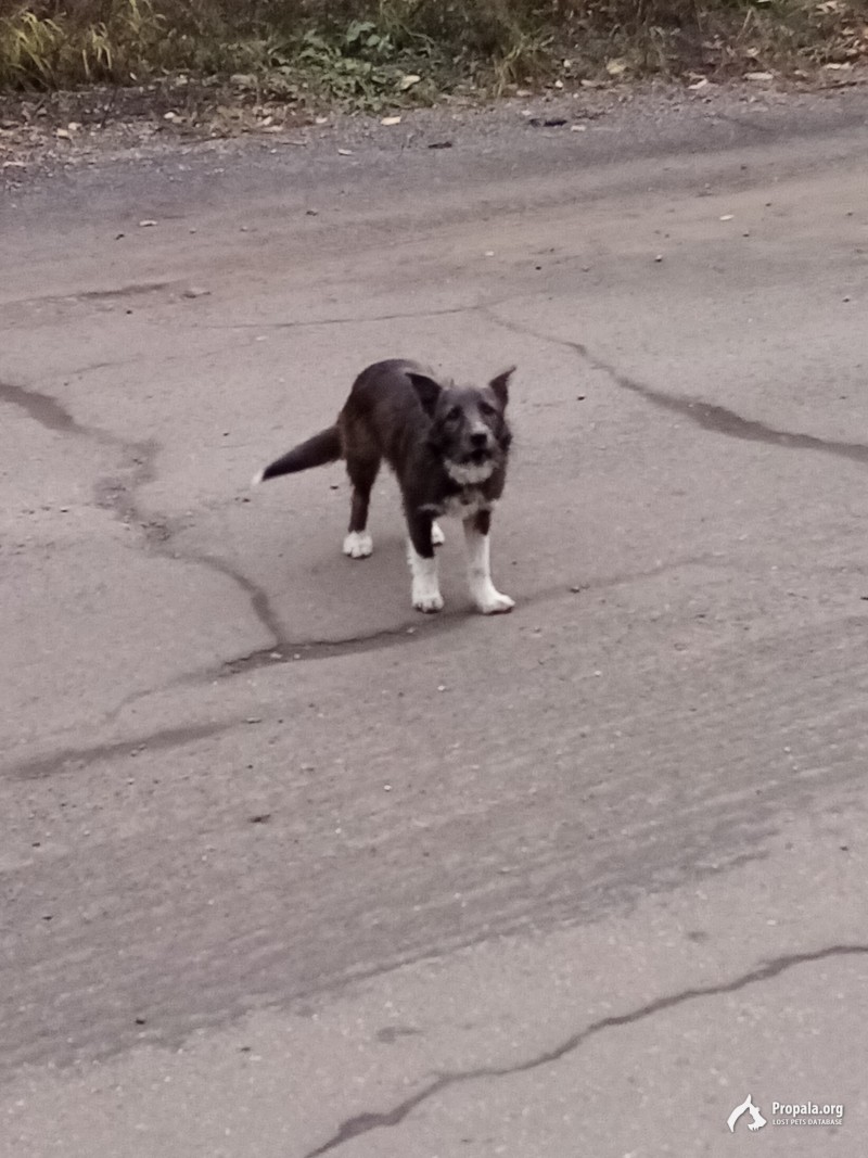 Найдена маленькая собачка