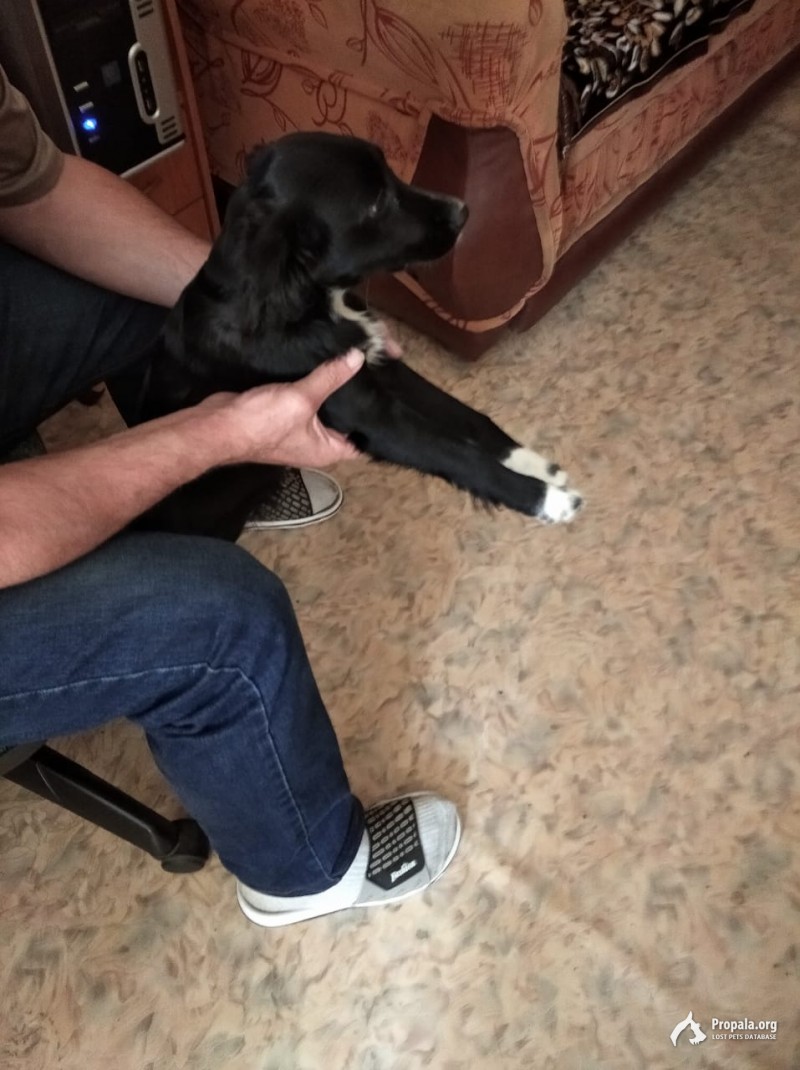 Потерялась собака!!!