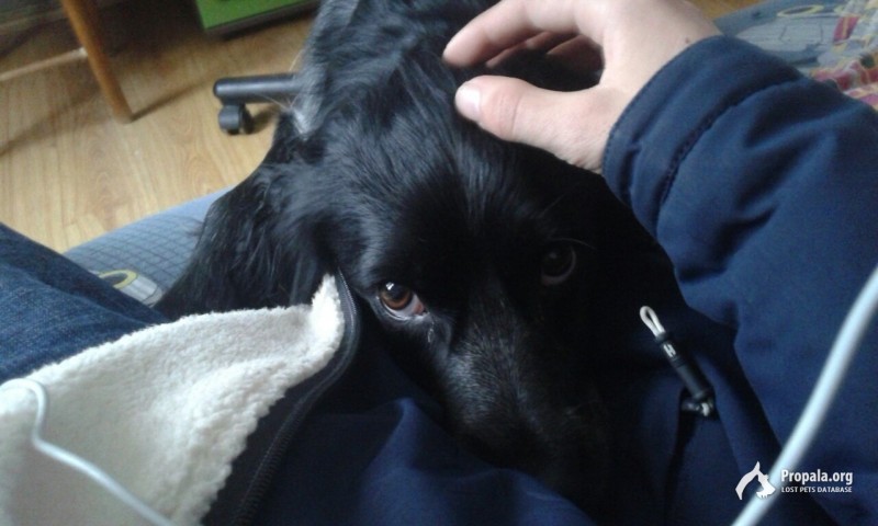 Пропал черный спаниель