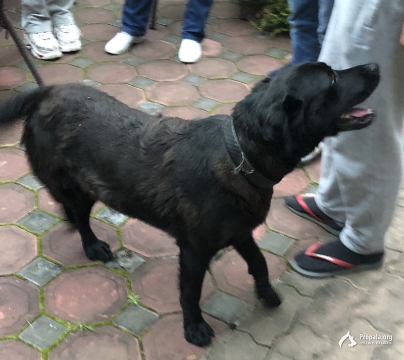 Найдена собака в Пушкинском р-не