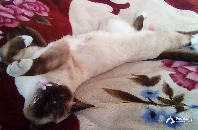 ПОТЕРЯЛСЯ СИАМСКИЙ КОТ