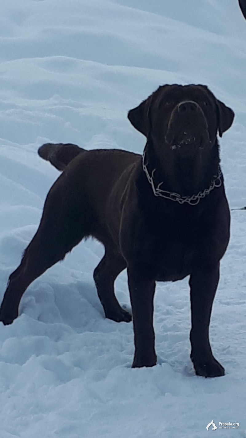 Потерялся кобель более чем на 2 суток