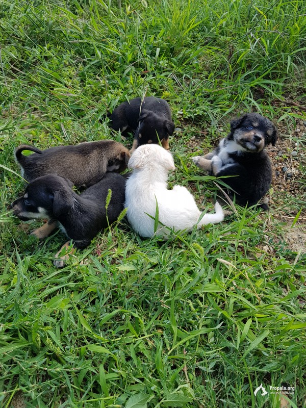 Щенки ищут дом!