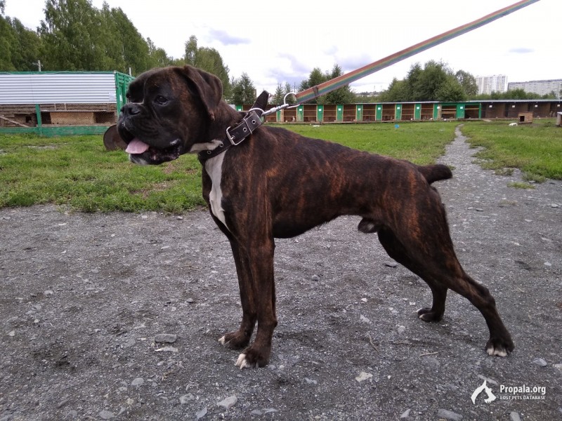 Пропал боксер