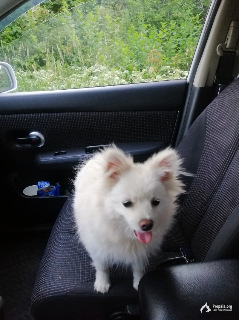 Найдена собака