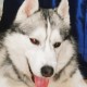 Пропал хаски в поселке Камышловский, Омская обл