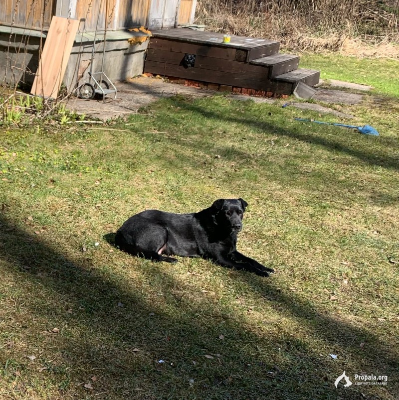 Пропала собака!