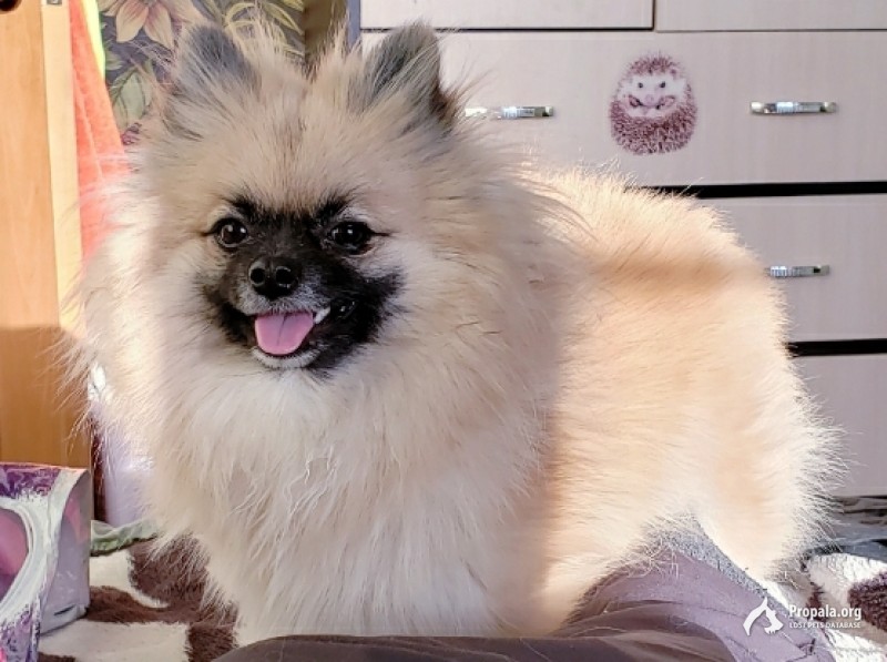 Пропала собака