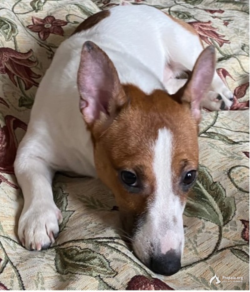 потерялалась собака