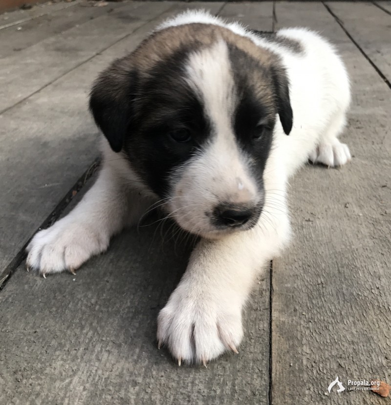 Щенки даром