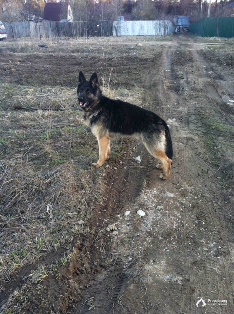 ПРОПАЛ ПЁС!