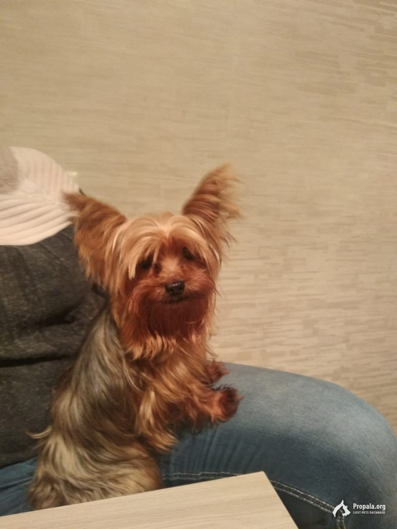 Найден Йоркширский терьер, девочка.