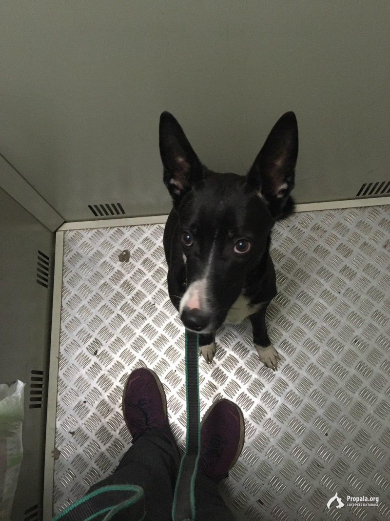 Найдена собака, девочка. Балашиха, район Южное Кучино-2