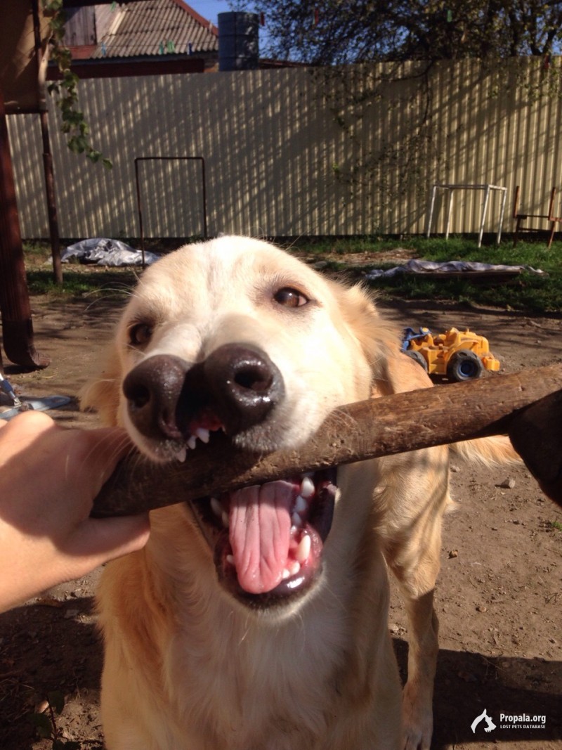 Найден щенок на улице, отдам в добрые руки