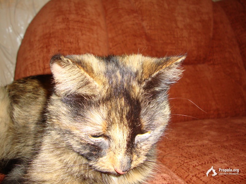 Найдена кошка