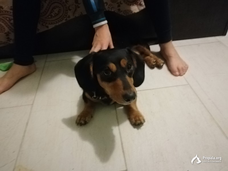 Найдена собака