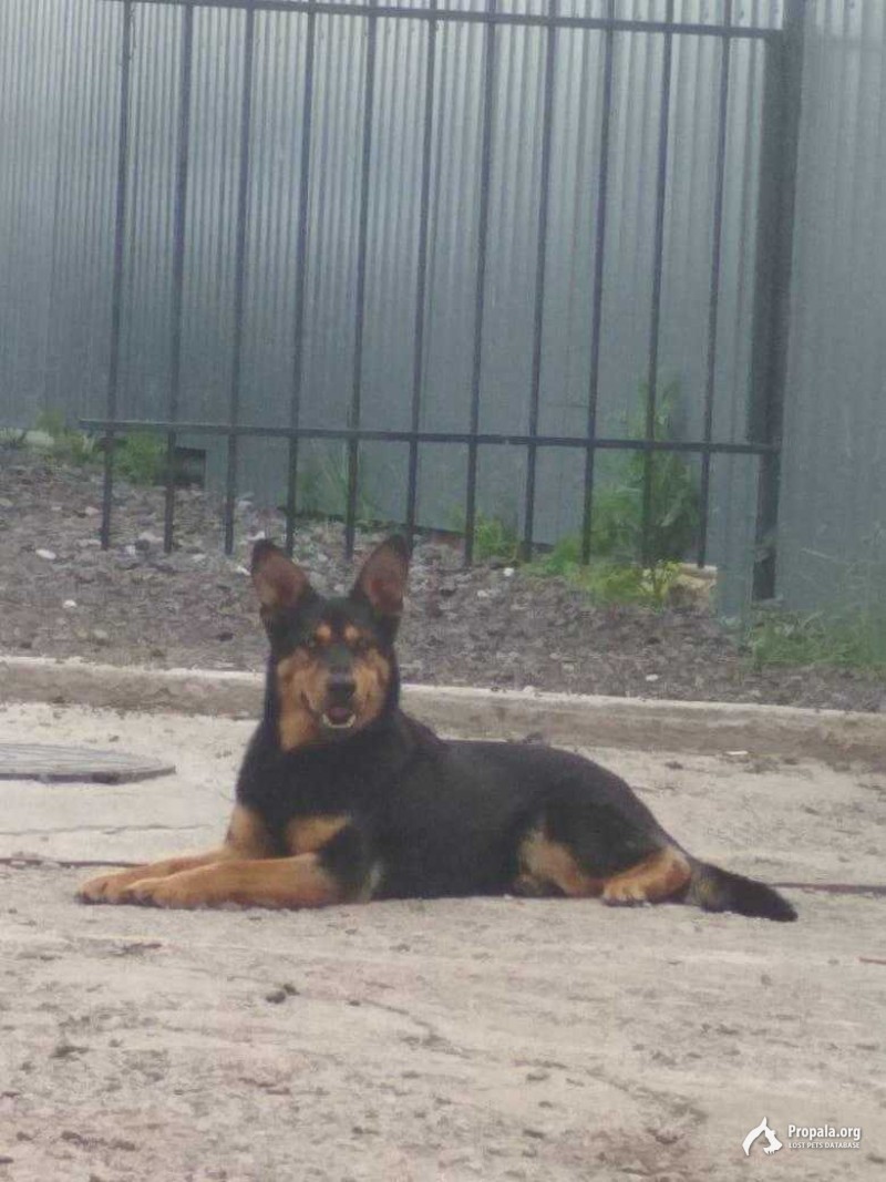 Украли собаку.